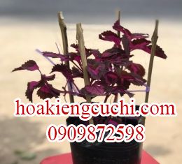 HOA GẤM
