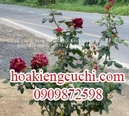 Hoa Hồng Hắc Mỹ Nhân 