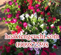 HOA DỪA