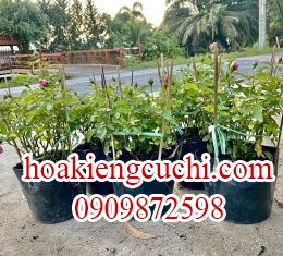 Hoa  Hồng 