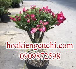 Hoa Sứ 