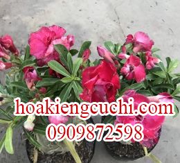 Hoa Sứ Đỏ 