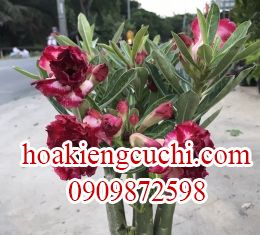 Hoa Sứ Đỏ Đậm 