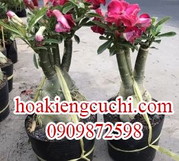 Hoa Sứ Đỏ Hồng