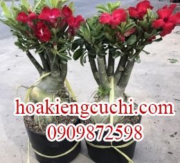 Hoa Sứ Đỏ Tươi 