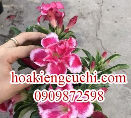 Hoa Sứ Hồng Lem Trắng \