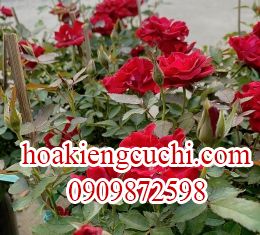 Hoa Hồng Nhiều bông 
