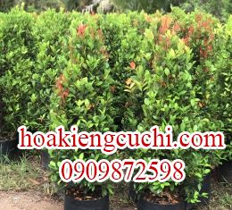 Hồng lộc