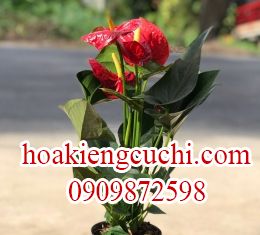 CÂY HOA HỒNG MÔN
