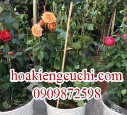 Hồng Ngoại Cam 
