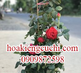 Hồng Ngoại Đỏ 
