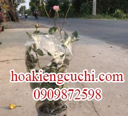 Hồng Ngoai Nhỏ 