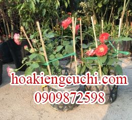 Hồng Thường nhỏ 