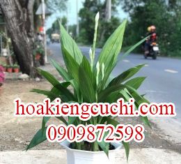 CÂY LAN HẠT ĐỈNH