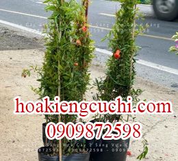 lựu ấn độ 