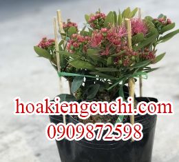 Mai Thái Đỏ 