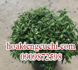 Mai Vạn Phúc