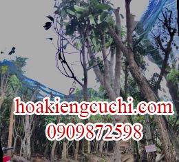 Mận Điều
