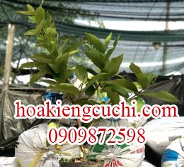 CÂY MẬN