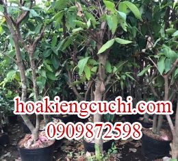 Mận 