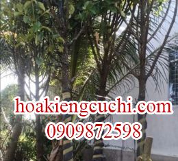 MĂNG CỤT 