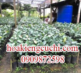 Măng cụt