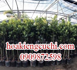 Mít Sơ Đỏ Ruột Đỏ 