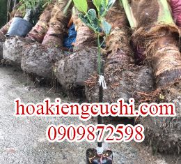 Mít Sơ Đỏ Ruột Đỏ Nhỏ 