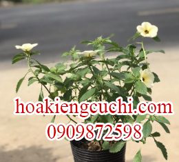 HOA MƯỜI GIỜ KEM TRẮNG