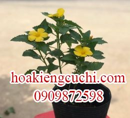 HOA MƯỜI GIỜ KEM VÀNG