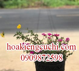 HOA MƯỜI GIỜ SAM
