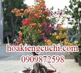 Bông Giấy Ngũ Sắc 