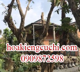 Cây Nhãn Lớn 