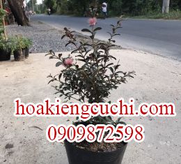 Ổi Kiểng 