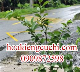 Ổi Đài LOan Lê