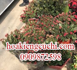 CÂY SỐNG ĐỜI LỚN