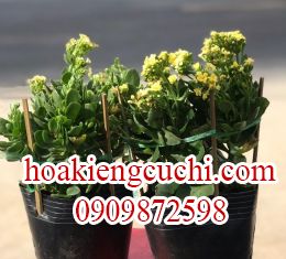 CÂY SỐNG ĐỜI NHỎ