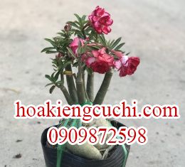 Hoa Sứ Đỏ 