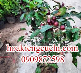TÁO ĐỎ LÙN