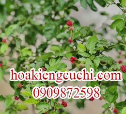 Điệp Lào