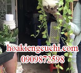 TRẦU BÀ