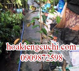 Vú Sữa 