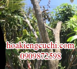Vú Sữa