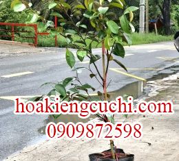 Vú Sữa Lò Rèn 