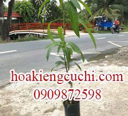 Xoài Ngọc Vân 